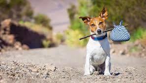 Guarda compartilhada de um cachorro: como funciona?